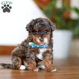 Teacup on sale poodle prijs